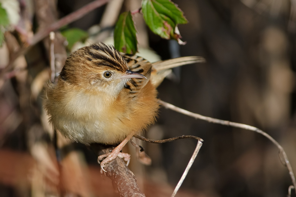 Beccamoschino - Cisticola juncidis